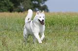 SIBERIAN HUSKY 149
